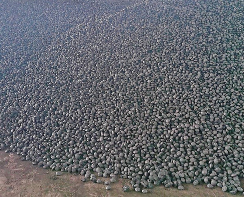 Clean Coal Briquettes